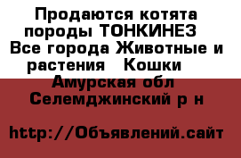 Продаются котята породы ТОНКИНЕЗ - Все города Животные и растения » Кошки   . Амурская обл.,Селемджинский р-н